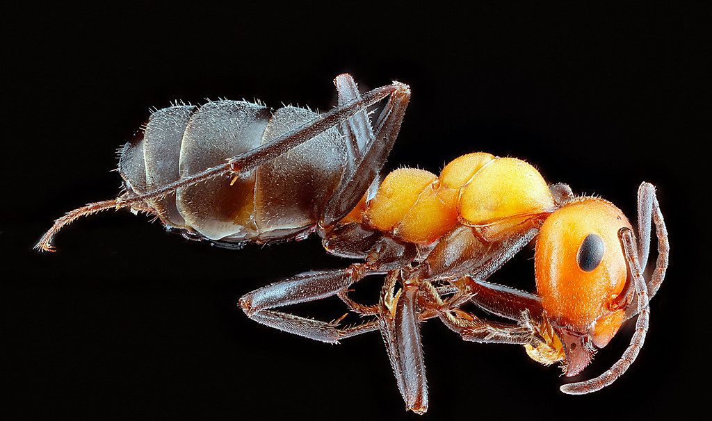 Ant Control service in Kissimmee, FL