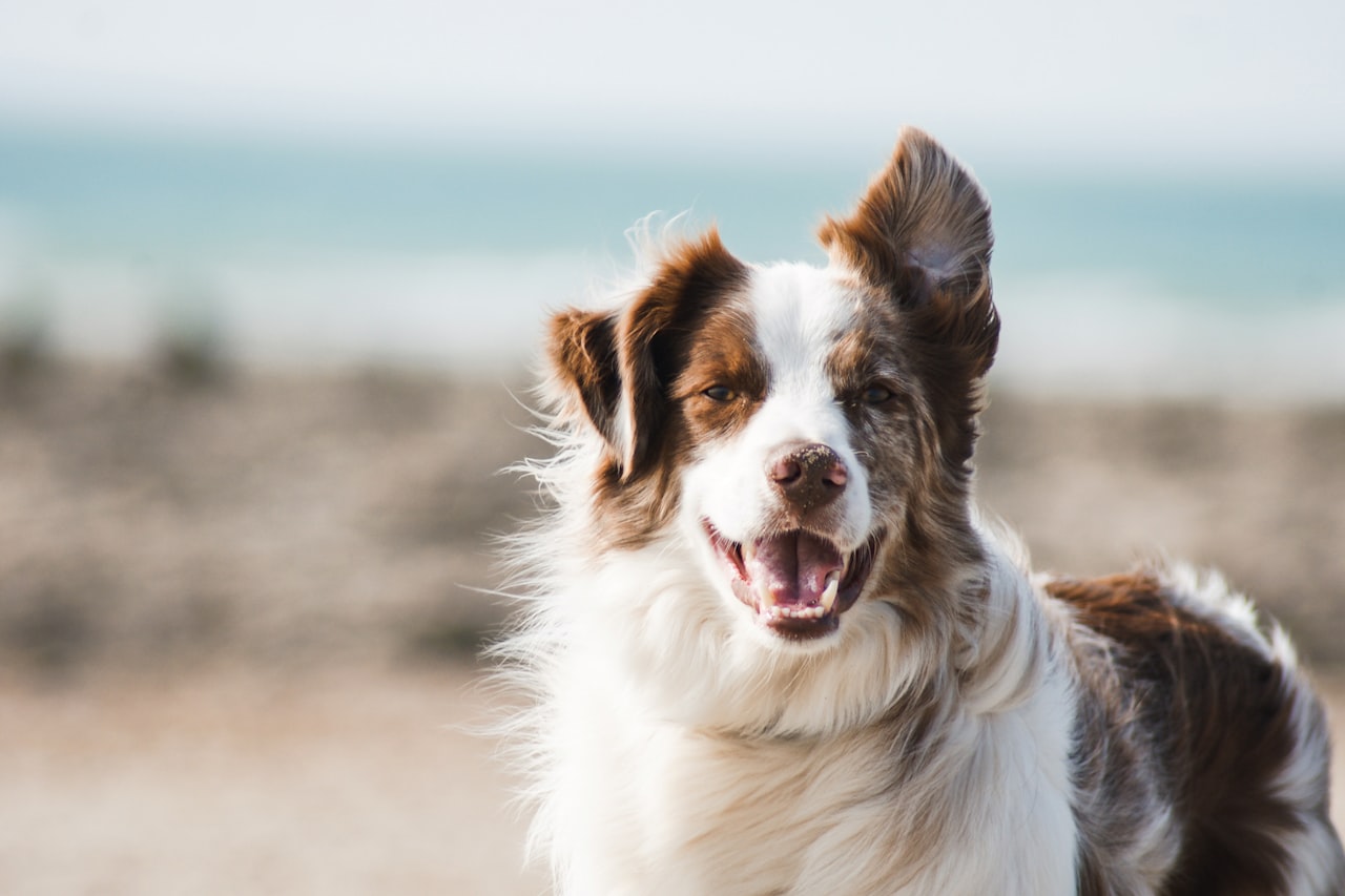Flea & Tick Control service in Kissimmee, FL