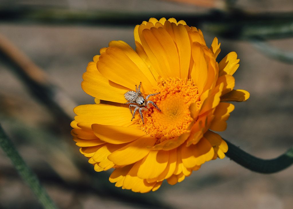 Spider Control service in Kissimmee, FL